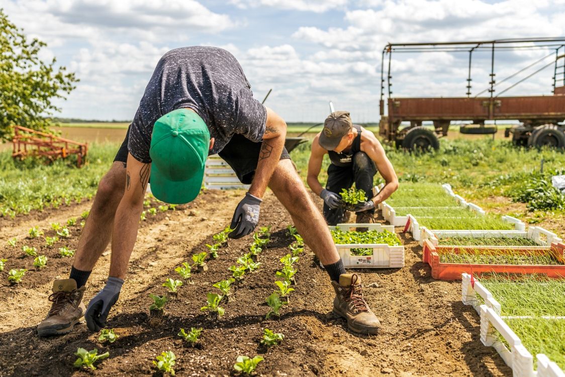 Junger Mann, der sich auf einem Feld nach Baby-Salaten b&uuml;ckt